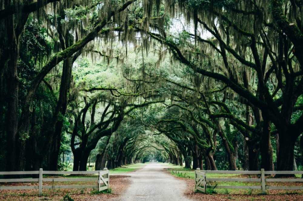 an empty park bench next to a tree with Wormsloe Historic Site in the background