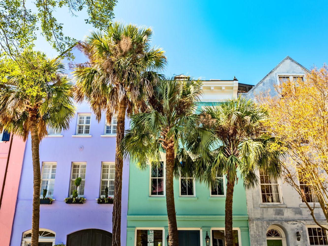 a group of palm trees with a building in the background